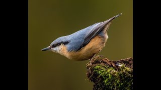 Everyday Birding  The Eurasian Nuthatch [upl. by Adlesirk]