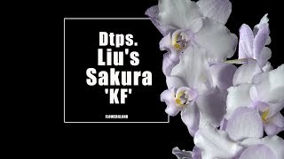 Орхидея Doritaenopsis Lius Sakura KF [upl. by Erreit]