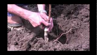 How to Plant a Fruit Tree  Gurneys Video [upl. by Nicolis]