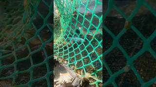 Matambaka Crab and Moray eel fish in fish fishtrap solofishing [upl. by Noskcaj]