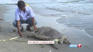 Rare turtle found dead near Rameshwaram Harbour [upl. by Haneekas423]