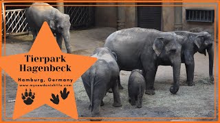 Visit Hamburgs Tierpark Hagenbeck  German Zoo  Things to Do in Hamburg Germany [upl. by Moselle113]