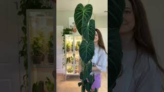 Philodendron Splendid Growth 🤩 [upl. by Hibbitts]