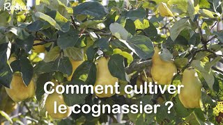 Cognassier  Plantation Culture et Entretien 🌳 [upl. by Louis12]