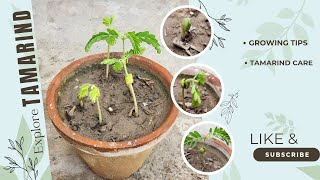 How to Grow Tamarind from Seed  Germinating Tamarind Imli Seeds  Bonsaiart324 [upl. by Arissa933]