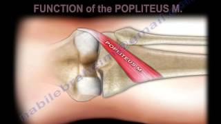 Anatomy Of The Popliteus Muscle  Everything You Need To Know  Dr Nabil Ebraheim [upl. by Lebasile]