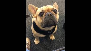 Henry the French bulldog cries like a baby [upl. by Ahsemak]