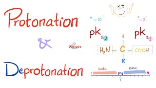 Amino Acids Part 3 pH and Pka  Biochemistry for MCAT DAT NEET [upl. by Shoshanna]