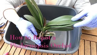 Repotting a Phalaenopsis Orchid  Beginner Care Tips [upl. by Ile]