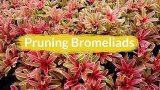 Pruning Bromeliads [upl. by Ransome48]