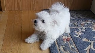 Cute little Maltese puppy dog barking and chewing on rug funny videos things puppies bark animals [upl. by Blackwell]