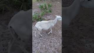 St Croix Vs Dorper ewe  Who has more meatsheep ewes animals farming shortvideo nature short [upl. by Yednil]