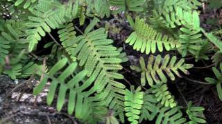 Resurrection Fern a plant with amazing superpowers timelapse [upl. by Odnomyar]