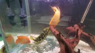 Dovii vs red devil cichlid fight [upl. by Kcirred939]