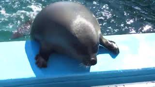 Cute Fat Seal trying to get out of pool [upl. by Fazeli756]