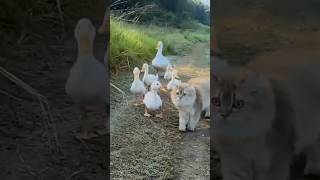 Funny Cat and Duck Mind Voice funny cat duck shortsfeed shorts animals funnyanimal comedy [upl. by Purity]