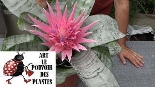 Conseils jardinage Aechmea fasciata Arrosage et entretien  division Vase dargent Plante verte [upl. by Bunns]