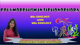 POLYMORPHISM IN SIPHONOPHORA POLYPMEDUSA BSC ZOOLOGY MSC ZOOLOGY 1SEMESTER  BIOLOGYWITHJAGRITI [upl. by Ecinuahs]