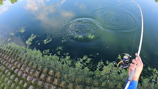 GOOD Times Summer Bass Fishing with a WACKY Worm [upl. by Tiebout]