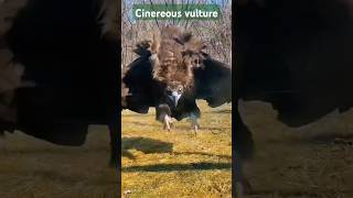 Cinereous vulture shorts [upl. by Vokaay635]