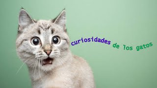 CURIOSIDADES QUE DESCONOCÍAS DE LOS GATOS  CURIOSITIES YOU DID NOT KNOW ABOUT CATS gatos cats [upl. by Lekcar]