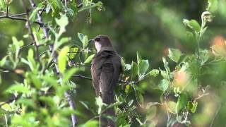 Blackbilled Cuckoo  Coccyzus erythropthalmus [upl. by Isej629]