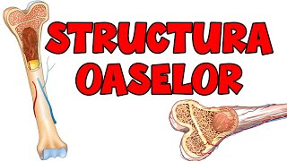 Structura Oaselor  Osteologie  Anatomie [upl. by Wyn615]