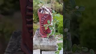 Shohin sized Cotoneaster cascade style Bonsai in early development [upl. by Brockwell840]