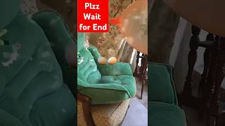 Amaira ka balloon foot Gaya 😱😂 shorts trending viralvideo amaira balloon cat funny comedy [upl. by Biagio]