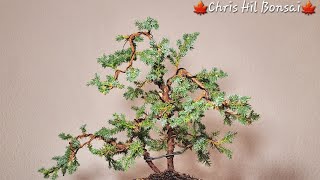 Bonsai juniperus chinensis blue alps [upl. by Constantine]