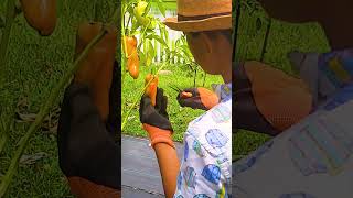 Cubanelle Peppers garden bellpeppercubanellepepper harvesting [upl. by Annovoj537]