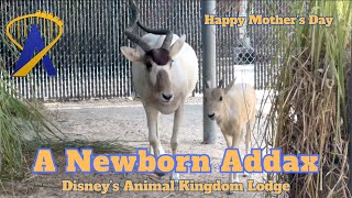 Critically endangered addax born at Disney’s Animal Kingdom Lodge [upl. by Boothe]