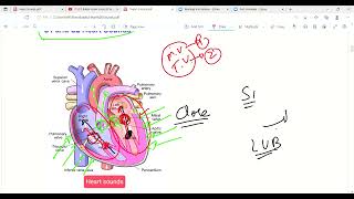 Heart Sounds Part1  Heart Sounds in Hindi  Cardiac Physiology  Cardiovascular system  Lec13 [upl. by Alidus]