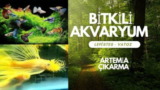 BİTKİLİ AKVARYUM VLOG  LEPİSTES L144 VATOZ ARTEMİA lepistes vatoz akvaryum [upl. by Vastha]