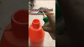 home made pesticideTexas sage plant treatment shortsvideo bloomwithsi [upl. by Wassyngton60]