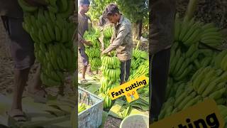 Fal mandi patna kela ka fast cutting banana farming bazar samiti kela mandi wholesale fruitmarket [upl. by Cleopatra]