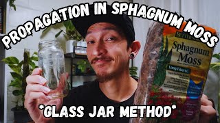 How to Propagate your plants in Sphagnum Moss using a GLASS JAR [upl. by Yadnil]