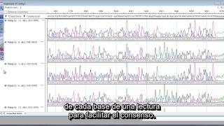 DNASTAR  Ensamblaje y análisis de datos de secuenciación Sanger [upl. by Aprile]