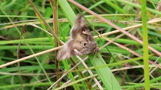 Silver Y Autographa gamma [upl. by Glanville762]