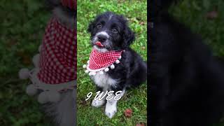 Aussiedoodle  3 Weeks Old Puppy to 1 Year Adult Dog Transformation [upl. by Giraud]