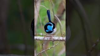 Male Fairy Wren during morning golden hour sydney australia 📷🇦🇺 [upl. by Cristoforo]