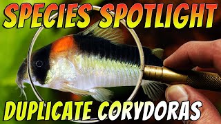 Discover the Stunning Duplicate Corydoras Corydoras duplicareus False Adolfoi Corydoras [upl. by Ettena]