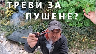 ТРЕВИ ЗА ПУШЕНЕ GRASSES TO SMOKE herbs foraging билки plants herbalism [upl. by Lina]