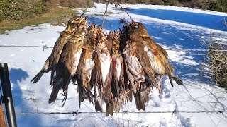 Caza extrema del zorzal 🌨️🌲 Zorzales alirrojos en la nieve❄️❄️ [upl. by Aihtnis]