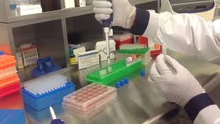 Altogen Biosystems In Vitro MDCK Transfection Tutorial [upl. by Gyasi]