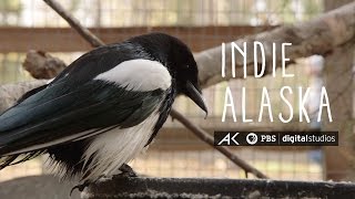 I am George the Magpie  INDIE ALASKA [upl. by Mcgray]