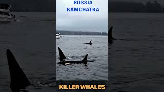 Killer Whales in Kamchatka Stunning Aerial Views of Orcas in Russias Wild Wilderness [upl. by Kreiner826]