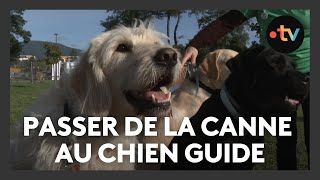 À la découverte de lunivers des chiens guides  quotje me sens beaucoup plus autonomequot [upl. by Aillimat]