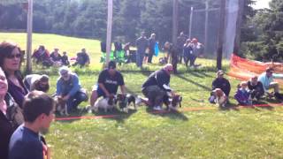 Basset Hound Race [upl. by Olia]