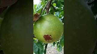 calabash fruit pickcoconutcutting fruit satisfying coconut mango food cuttingskills [upl. by Airal652]